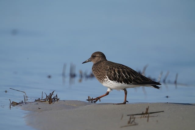 Free download turnstone shorebird bird avian free picture to be edited with GIMP free online image editor