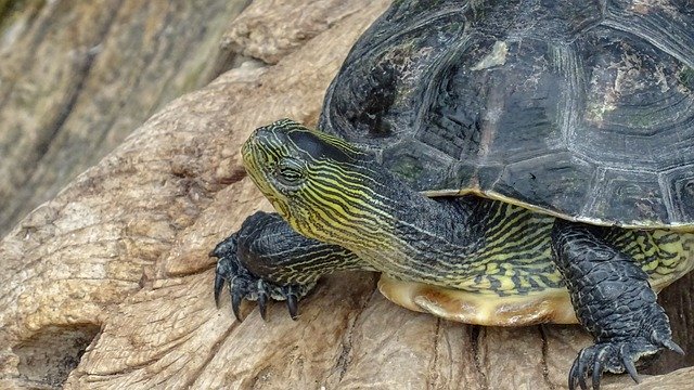 Free download Turtel Schildkröte Animal -  free photo or picture to be edited with GIMP online image editor