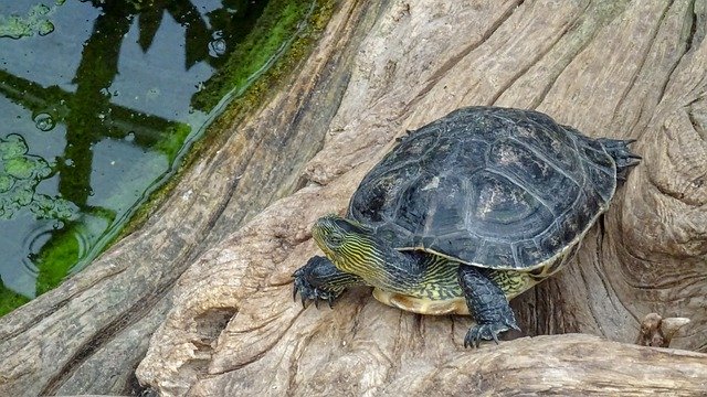 Free download Turtel Schildkröten Freude -  free photo or picture to be edited with GIMP online image editor