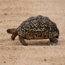 Turtle and its beautiful shell  screen for extension Chrome web store in OffiDocs Chromium