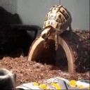 turtle and log wallpaper  screen for extension Chrome web store in OffiDocs Chromium