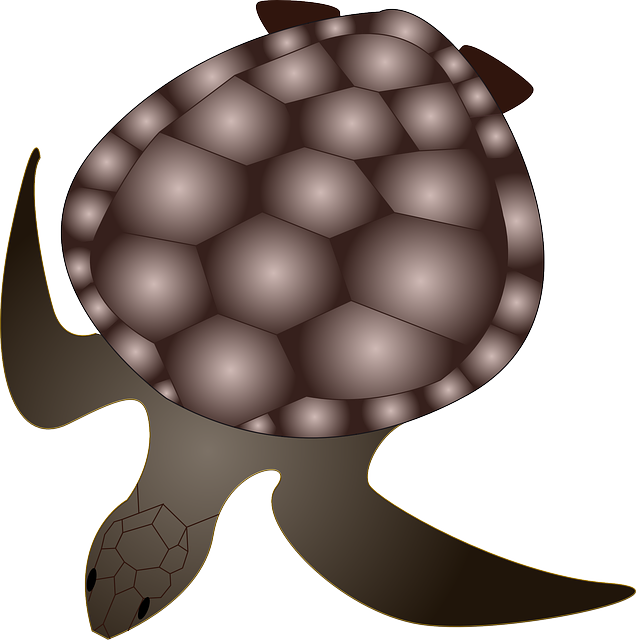 Free download Turtle Animal - Free vector graphic on Pixabay free illustration to be edited with GIMP free online image editor