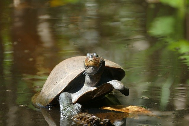 Free download Turtle Animal Nature -  free photo or picture to be edited with GIMP online image editor