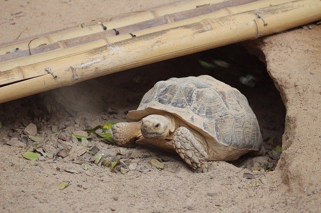Descarga gratuita Turtle Animals Reptile: foto o imagen gratuita para editar con el editor de imágenes en línea GIMP