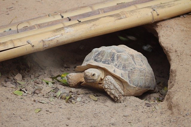 تنزيل Turtle Animals Reptile مجانًا - صورة أو صورة مجانية ليتم تحريرها باستخدام محرر الصور عبر الإنترنت GIMP