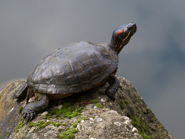 Descarga gratuita Turtle Animal Water - foto o imagen gratis y gratuita para editar con el editor de imágenes en línea GIMP