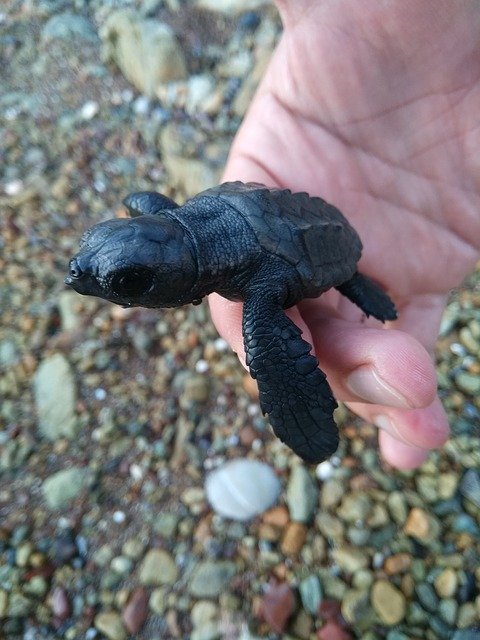 Free download Turtle Beach See -  free photo or picture to be edited with GIMP online image editor