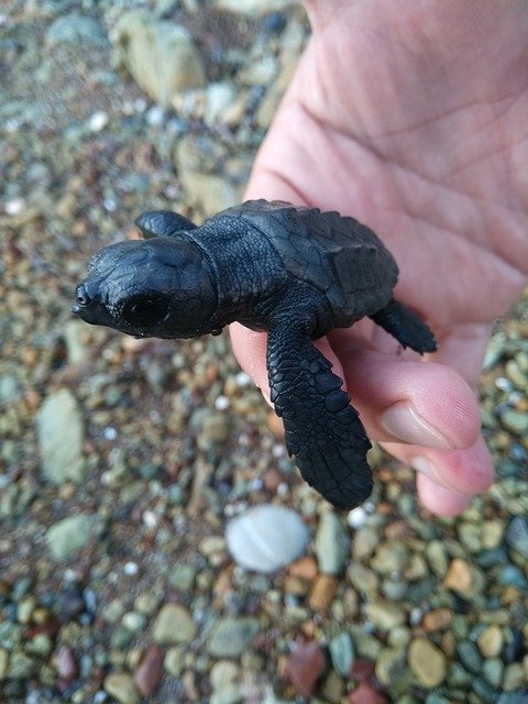 Téléchargement gratuit de Turtle Beach See - photo ou image gratuite à modifier avec l'éditeur d'images en ligne GIMP