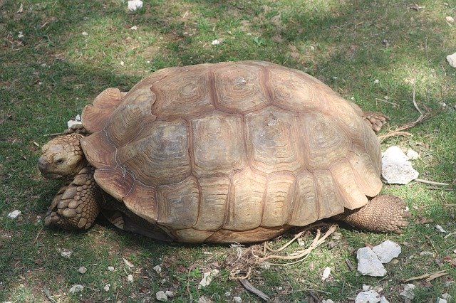 تنزيل Turtle Carapace Reptile مجانًا - صورة أو صورة مجانية لتحريرها باستخدام محرر الصور عبر الإنترنت GIMP