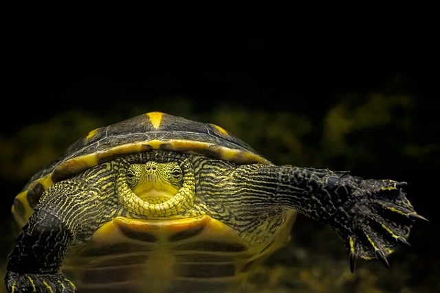 Free download turtle chinese stripe necked turtle free picture to be edited with GIMP free online image editor