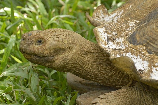 Free download Turtle Costa Rica Animals -  free photo or picture to be edited with GIMP online image editor