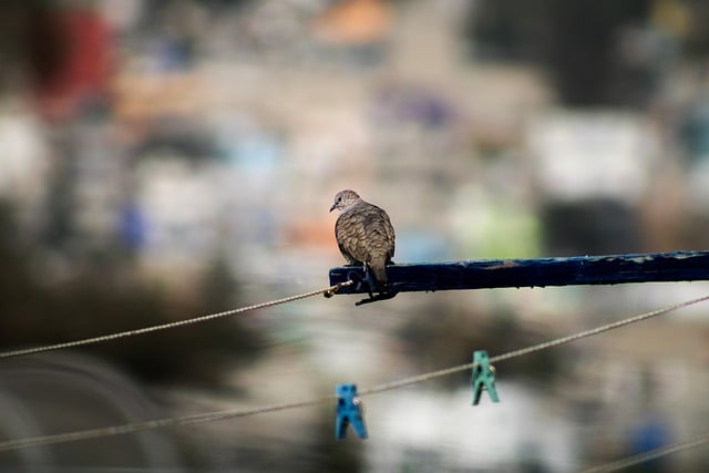 Free download turtledove bird clothesline animal free picture to be edited with GIMP free online image editor