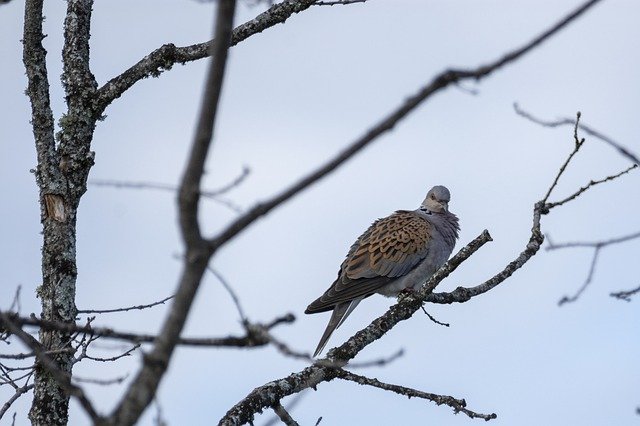 Free download Turtle Dove Bird Nature -  free photo or picture to be edited with GIMP online image editor