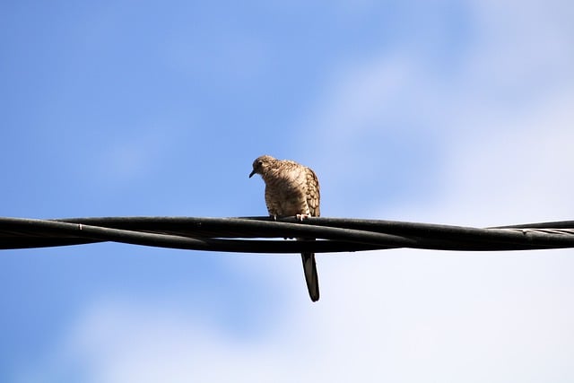 Free download turtledove bird power cable animal free picture to be edited with GIMP free online image editor