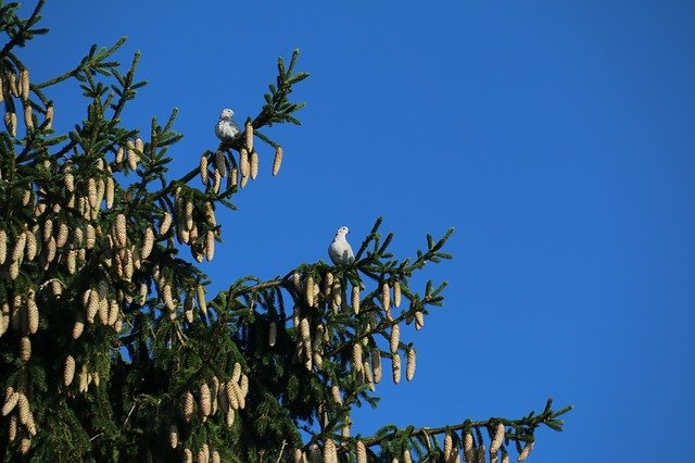 Download gratuito Turtle Doves Birds Nature - foto o immagine gratis da modificare con l'editor di immagini online di GIMP