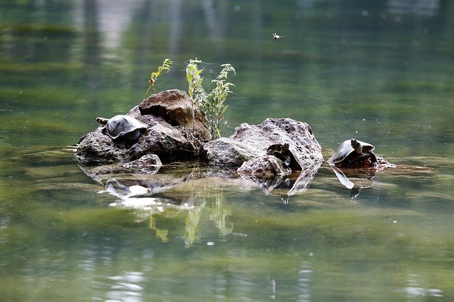 Безкоштовно завантажте Turtle Fresh Water Stone - безкоштовне фото або зображення для редагування в онлайн-редакторі зображень GIMP