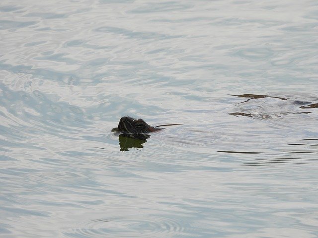 Descărcare gratuită Turtle Gad Animals - fotografie sau imagini gratuite pentru a fi editate cu editorul de imagini online GIMP