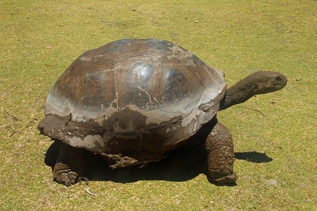 تنزيل Turtle Giant Tortoise Seychelles - صورة مجانية أو صورة لتحريرها باستخدام محرر الصور على الإنترنت GIMP