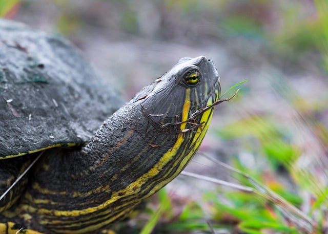 Téléchargement gratuit d'une image gratuite d'animal sauvage à tête d'herbe de tortue à modifier avec l'éditeur d'images en ligne gratuit GIMP