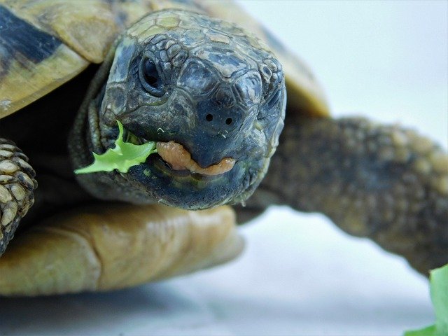 Gratis download Turtle Greek Tortoise Lizard - gratis foto of afbeelding om te bewerken met GIMP online afbeeldingseditor