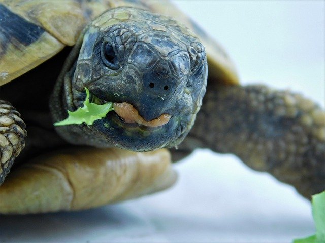 Free download Turtle Greek Tortoise Lizard -  free photo or picture to be edited with GIMP online image editor