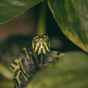 Turtle in the Bush  screen for extension Chrome web store in OffiDocs Chromium