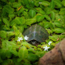 Turtle in the grove  screen for extension Chrome web store in OffiDocs Chromium