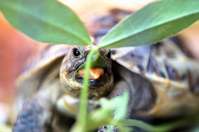 免费下载 Turtle Little Cub - 可使用 GIMP 在线图像编辑器编辑的免费照片或图片