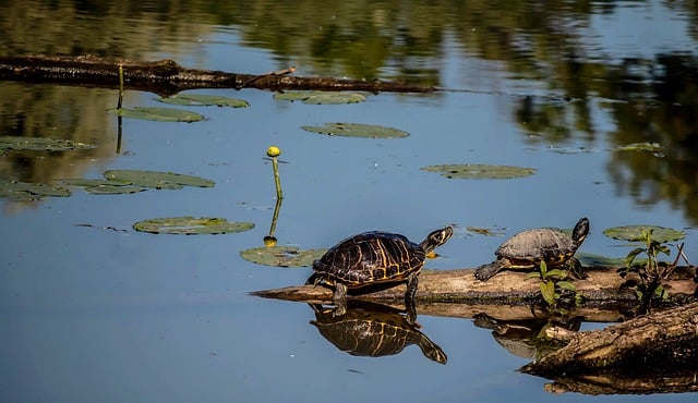 Free download turtle makes nature animal reptile free picture to be edited with GIMP free online image editor