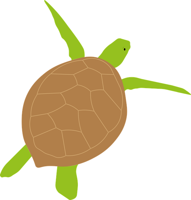 Free download Turtle Marine Underwater - Free vector graphic on Pixabay free illustration to be edited with GIMP free online image editor