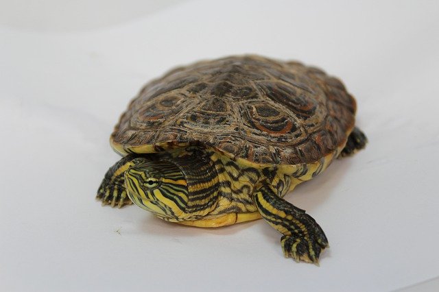 Free download Turtle Nature Encourages -  free photo or picture to be edited with GIMP online image editor