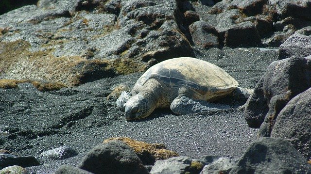 Free download Turtle Peaceful Beach -  free photo or picture to be edited with GIMP online image editor