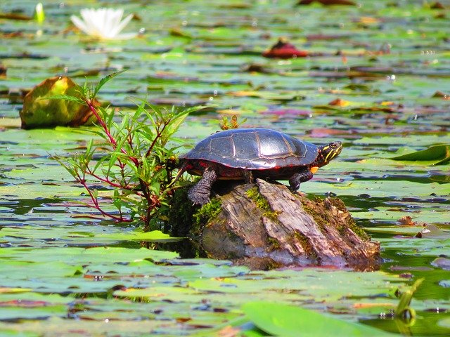 Descarga gratuita Turtle Pond Nature: foto o imagen gratuitas para editar con el editor de imágenes en línea GIMP