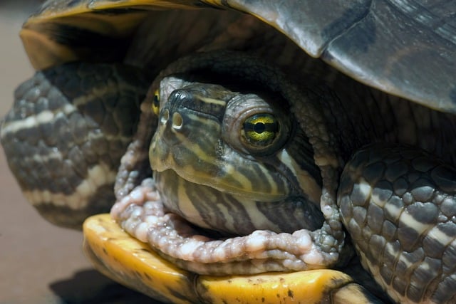 Muat turun percuma gambar haiwan peliharaan haiwan reptilia penyu untuk diedit dengan editor imej dalam talian percuma GIMP