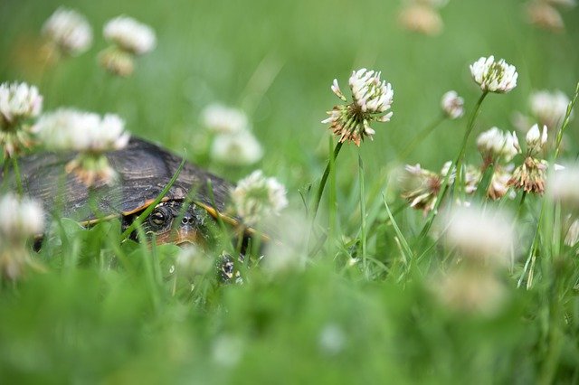 Descarga gratuita Turtle Reptile Flowers: foto o imagen gratuita para editar con el editor de imágenes en línea GIMP
