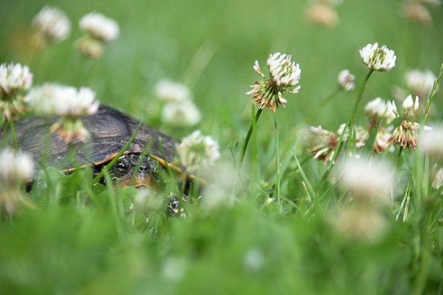 Gratis download Turtle Reptile Flowers - gratis foto of afbeelding om te bewerken met GIMP online afbeeldingseditor