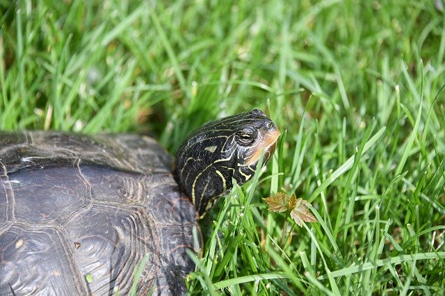 Free download Turtle Reptile Grass -  free photo or picture to be edited with GIMP online image editor