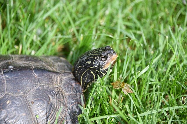 دانلود رایگان Turtle Reptile Grass - عکس یا تصویر رایگان قابل ویرایش با ویرایشگر تصویر آنلاین GIMP