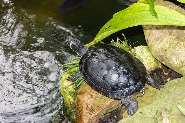Бесплатно скачать Черепаха Рептилия Рептилии — бесплатное фото или изображение для редактирования с помощью онлайн-редактора изображений GIMP