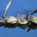 Turtles by the lake  screen for extension Chrome web store in OffiDocs Chromium