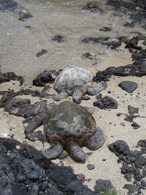 Free download Turtles Couple Hawaii -  free photo or picture to be edited with GIMP online image editor