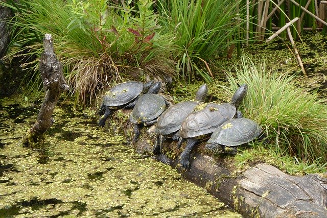 Free download Turtles Five Pond -  free photo or picture to be edited with GIMP online image editor