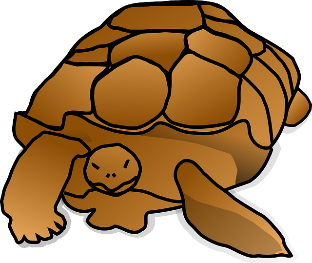 Free download Turtle Shell Large - Free vector graphic on Pixabay free illustration to be edited with GIMP free online image editor