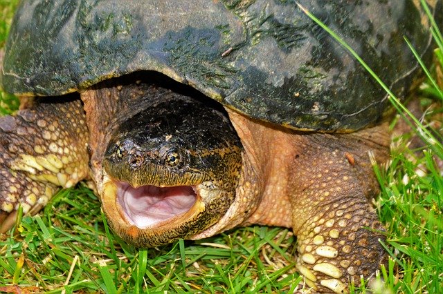 Turtle Snapping 무료 다운로드 - 무료 사진 또는 김프 온라인 이미지 편집기로 편집할 사진