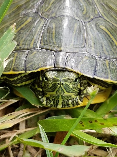 Безкоштовно завантажте Turtle Snapping Face - безкоштовне фото або зображення для редагування за допомогою онлайн-редактора зображень GIMP