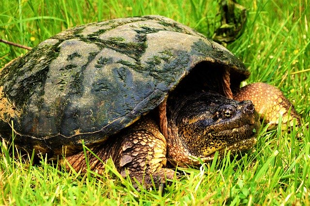 Скачать бесплатно Turtle Snapping Large - бесплатное фото или изображение для редактирования с помощью онлайн-редактора изображений GIMP