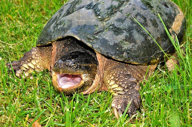 Free download Turtle Snapping Open Mouth -  free photo or picture to be edited with GIMP online image editor