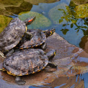 Turtles on the rocky shore  screen for extension Chrome web store in OffiDocs Chromium