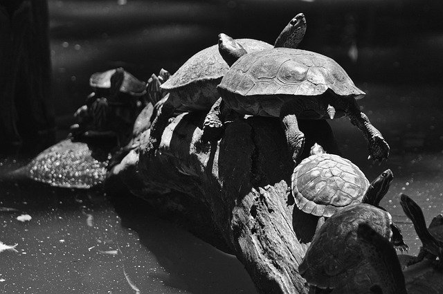 Free download Turtles Reptile Costa Rica -  free photo or picture to be edited with GIMP online image editor