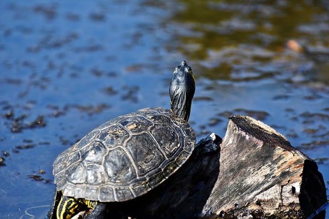 Free download turtles reptiles water turtles pond free picture to be edited with GIMP free online image editor